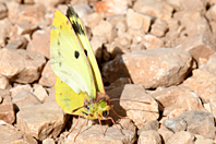 Colias alfacariensis
